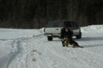 Use of a search dog to find fragments.